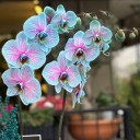 Pembe Mavi Orkide