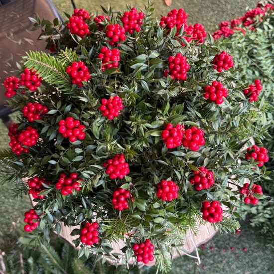 Yılbaşı Şansı Kokinalar