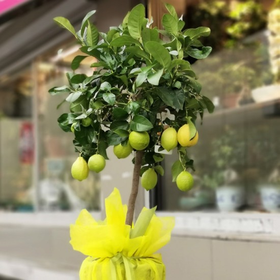 Limon Ağacı