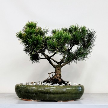 Pinus Mugo Wintergold Bonsai