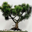 Pinus Mugo Wintergold Bonsai