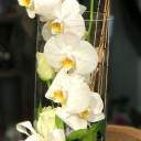 Cam İçinde Beyaz Orkide