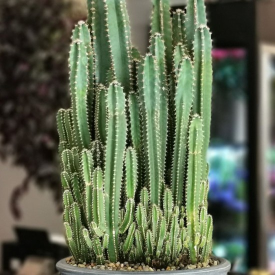 Cereus Fairy Castle Caktus