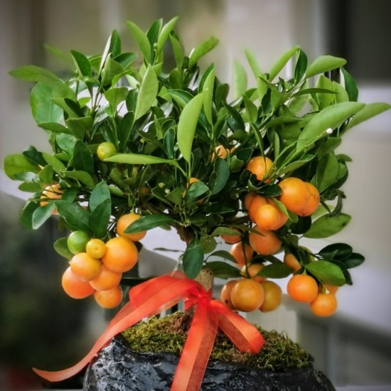 Mandalina Bonsai