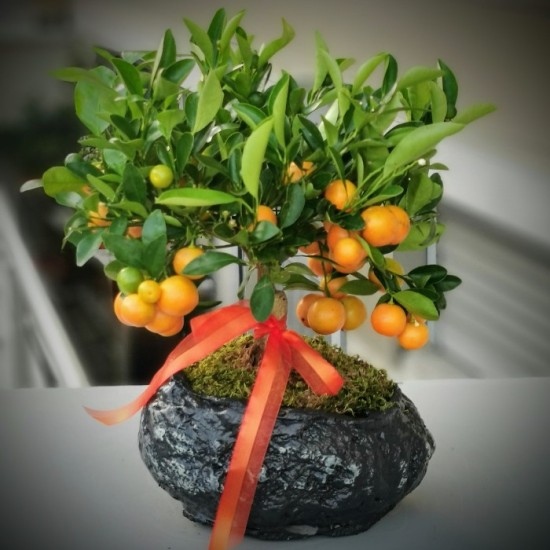 Mandalina Bonsai