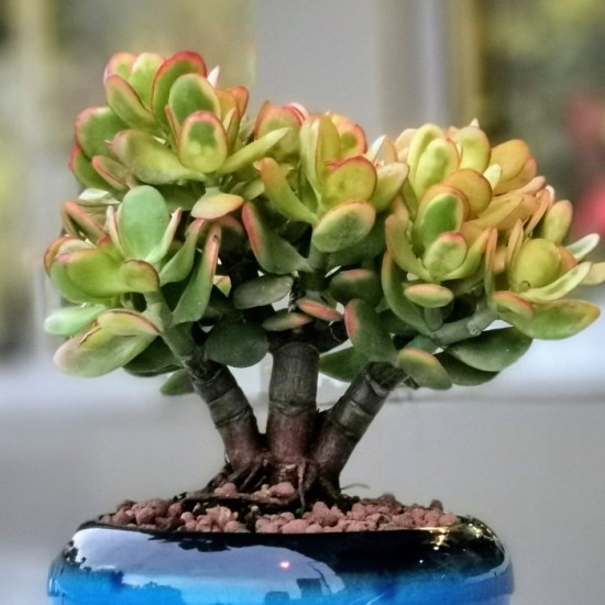 Crassula Ovata Bonsai