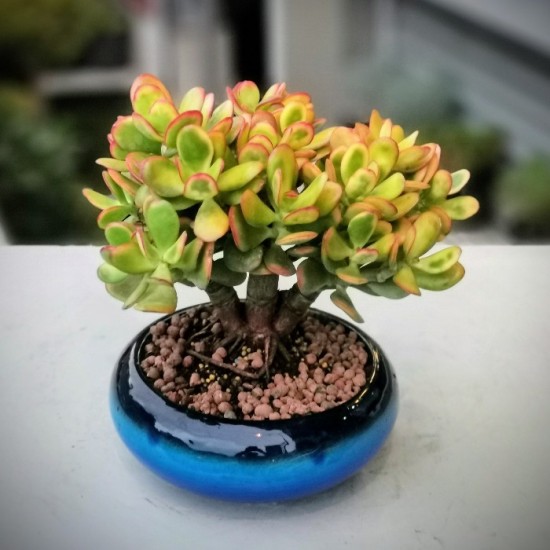 Crassula Ovata Bonsai