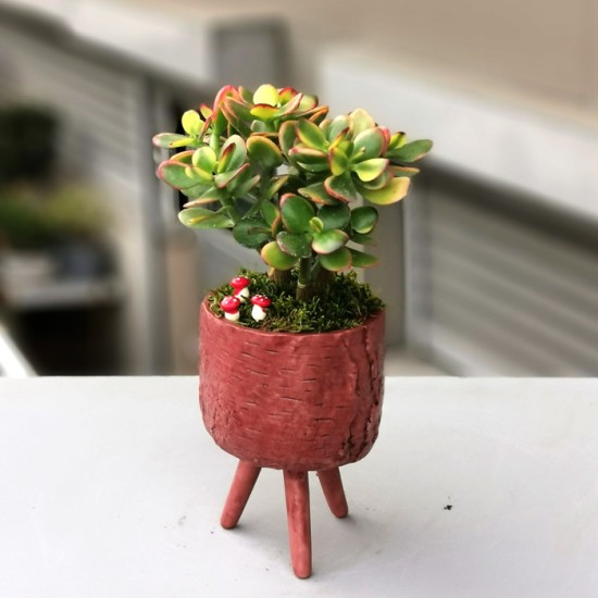 Crassula Hobbit