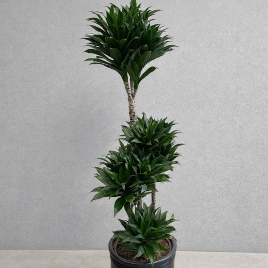 Dracaena Compacta – 4 lü Salon Bitkisi