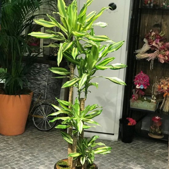 Dracaena Fragrans