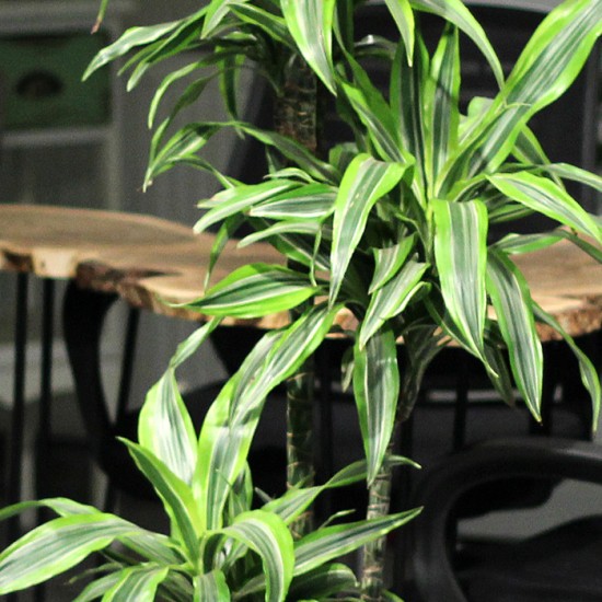 Dracaena Lemon Line