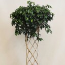 Örgülü Benjamin - Ficus Exotica