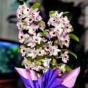 Kokulu Dendrobium Orkide