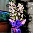 Kokulu Dendrobium Orkide