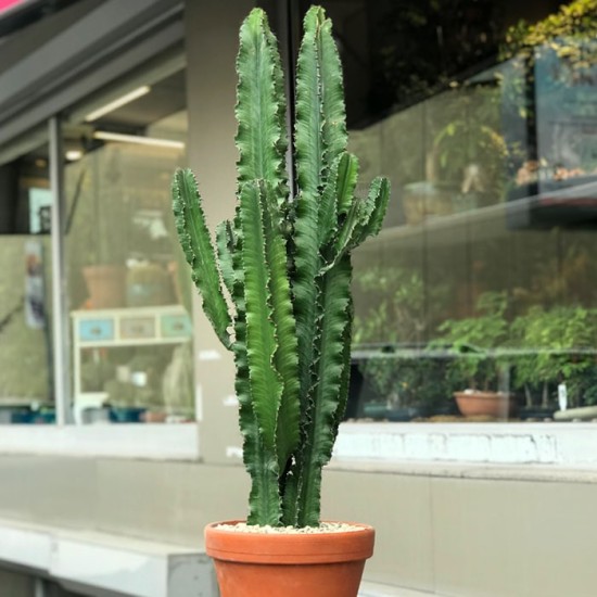 Euphorbia Trigona