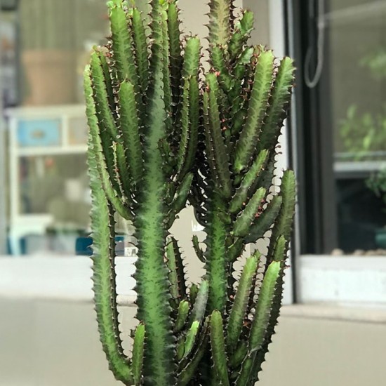 Euphorbia Trigona Red