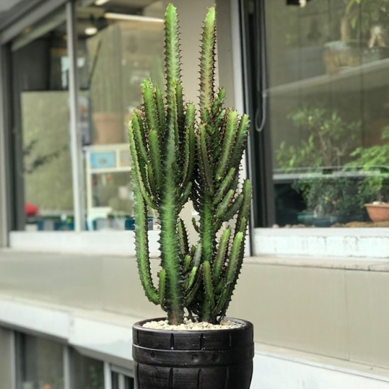 Euphorbia Trigona Red