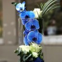 Camda Mavi Orkide