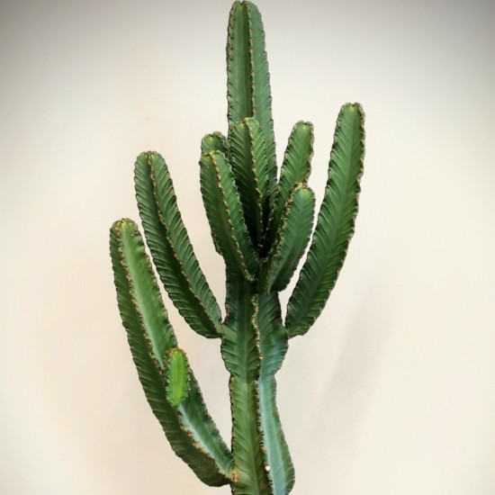 Euphorbia İngens Kaktüs