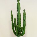Büyük Euphorbia Kaktüs