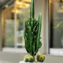 Euphorbia Kaktüs