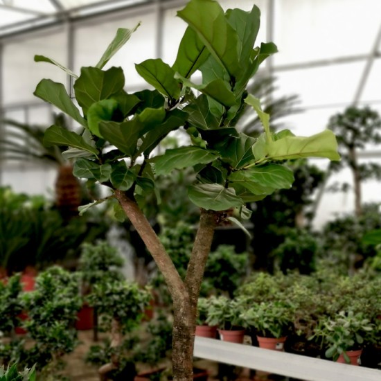 Ficus Lyrata Ağacı