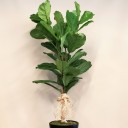 Ficus Lyrata - Keman Yaprağı İncir