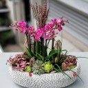 Mini Orkideler