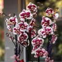 Floriclone Polka Dots Orkideler