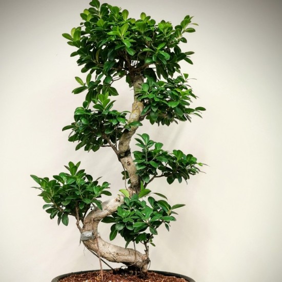 Ginseng Bonsai - 100cm