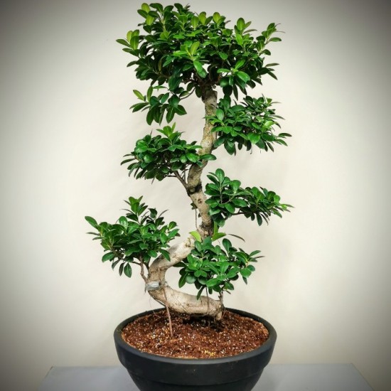 Ginseng Bonsai - 100cm