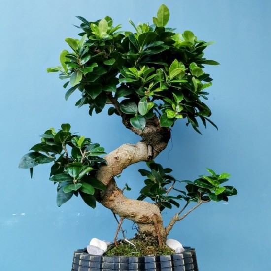 Ginseng Microcarpa Bonsai