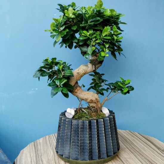 Ginseng Microcarpa Bonsai