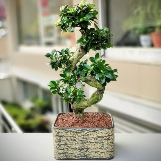 Ficus Microcarpa Bonsai