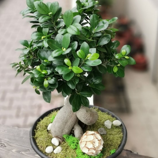 Ficus Ginseng Bonsai