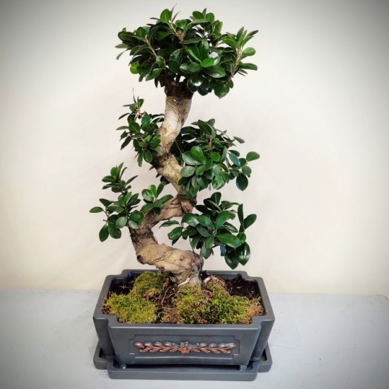 Ginseng Bonsai