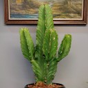 Euphorbia İngens Kaktüs