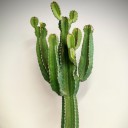 Euphorbia İngens - Şamdan Ağacı