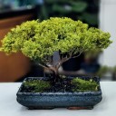 Juniperus Old Gold Bonsai