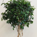 Kafes Örgü Ficus