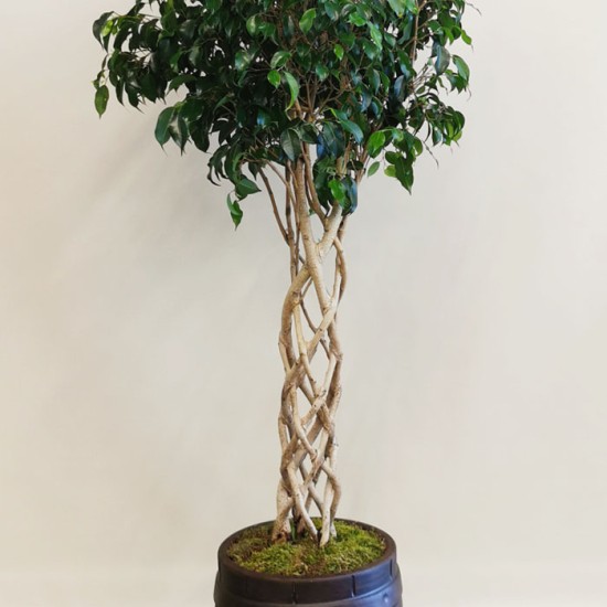 Kafes Örgü Ficus