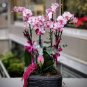 4 Dallı Magic Art Orkide