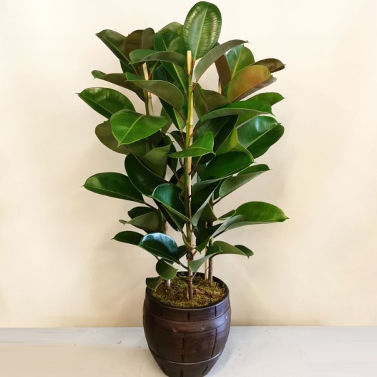 Kauçuk - Ficus Elestica Robusta