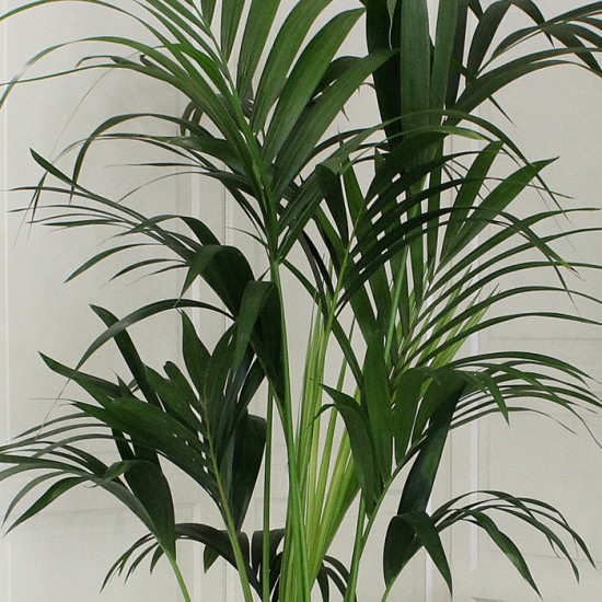 Howea Forsteriana