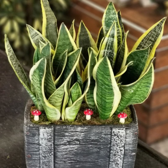 Sanseveria Kılıç Çiçeği