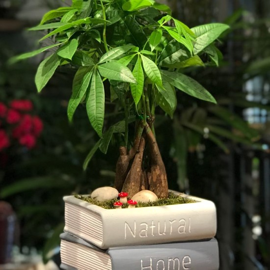 Kitap Saksıda Pachira Ağacı