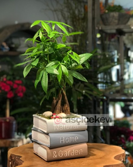 Kitap Saksıda Pachira Ağacı