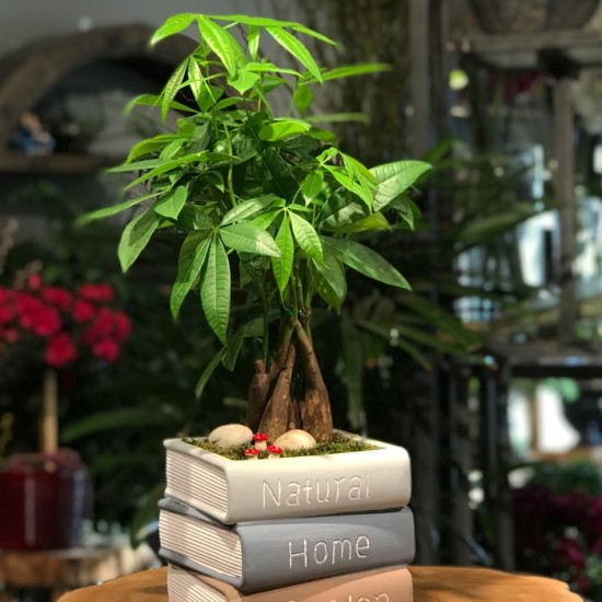 Kitap Saksıda Pachira Ağacı