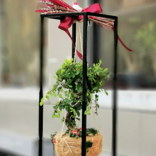 Kokedama Bonsai