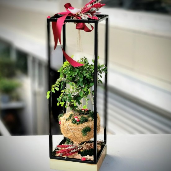 Kokedama Bonsai